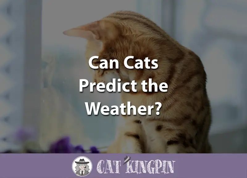 Can Cats Predict The Weather