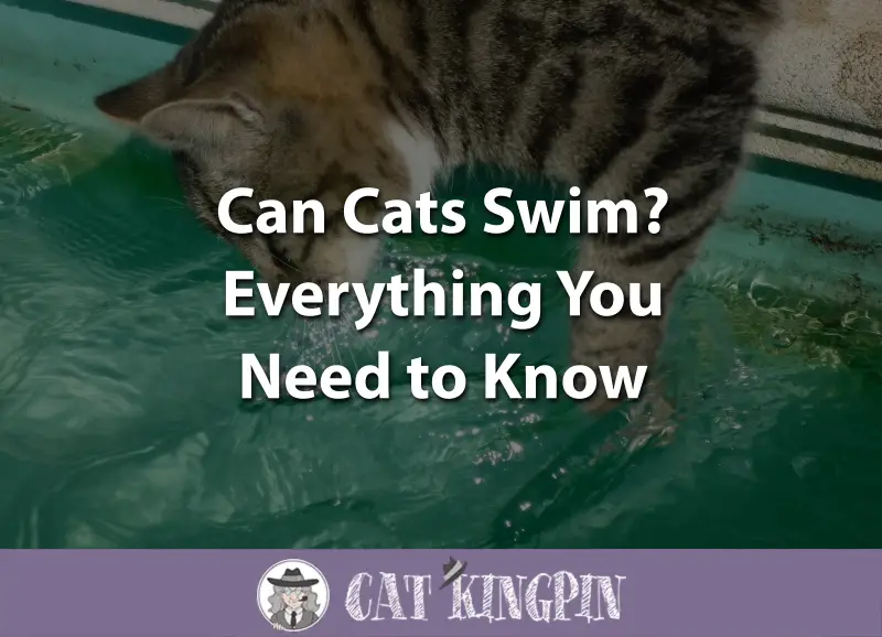 can cats swim