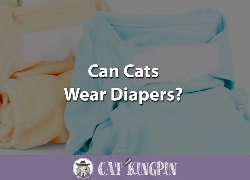 Can Cats Wear Diapers