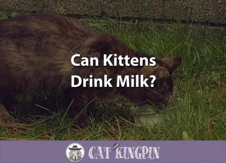 Can Kittens Drink Milk?