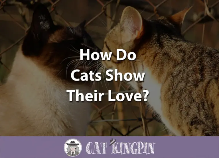 How Do Cats Show Love?