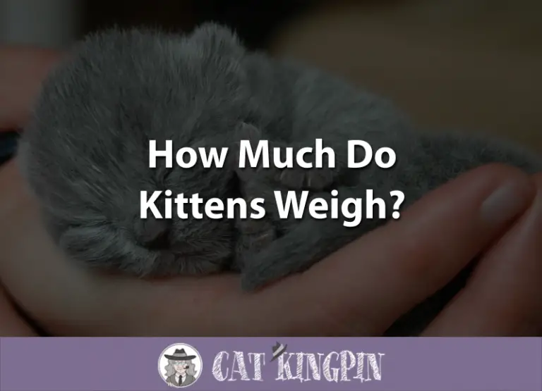 How Much Do Kittens Weigh?