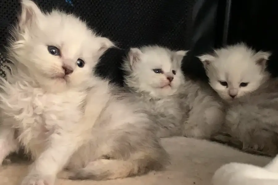 maine coon kittens for sale in ohio