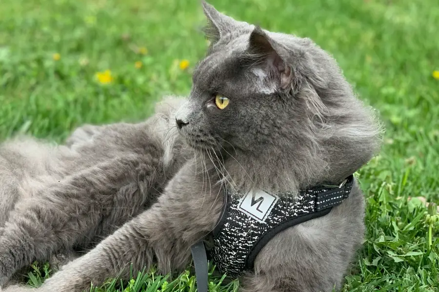 maine coon kittens for sale in michigan