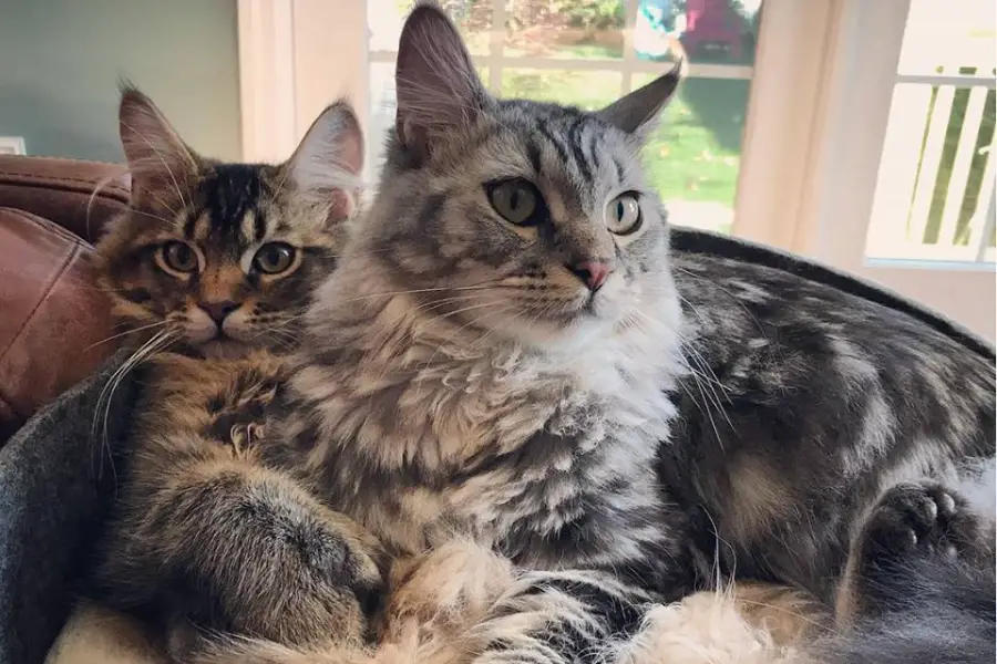 maine coon kittens for sale in new york