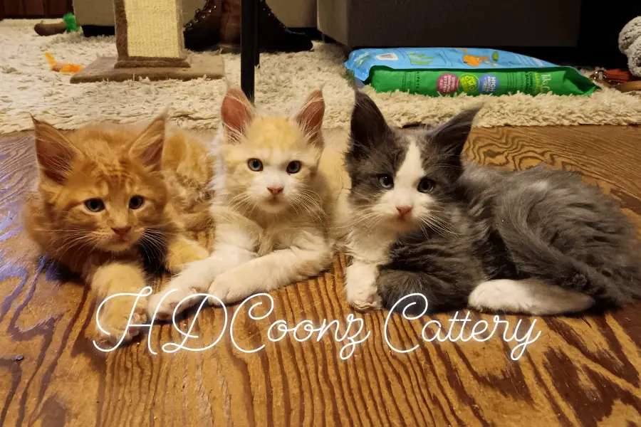 maine coon kitten litter in indiana