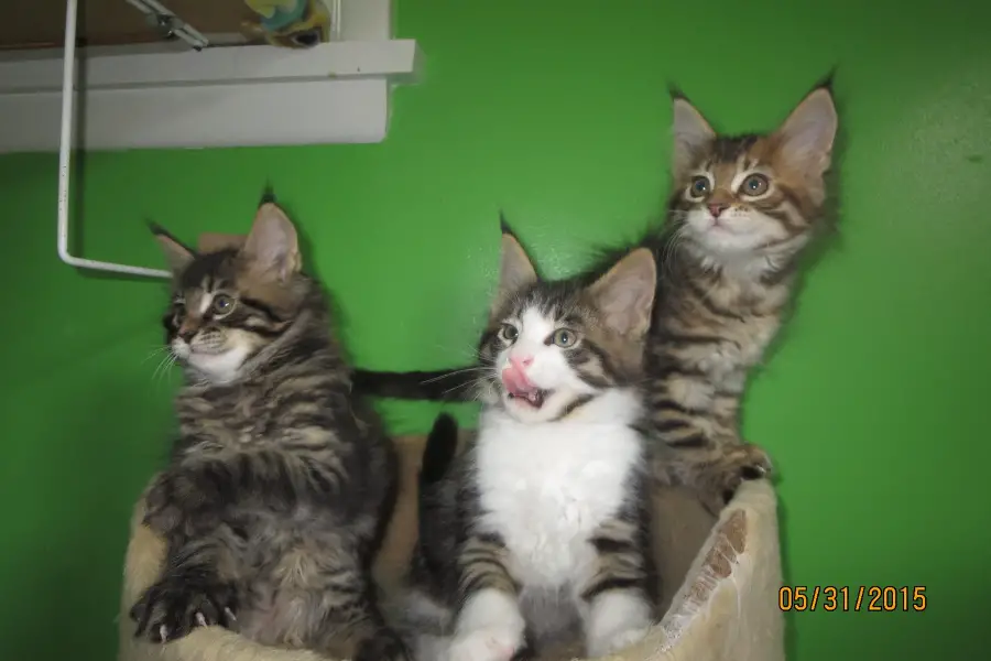 maine coon kittens for sale in alberta