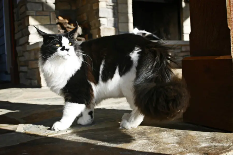 maine coon kittens for sale in tennessee