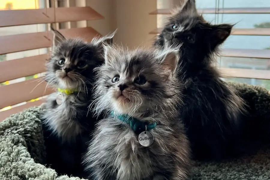 maine coon kitten litter in california