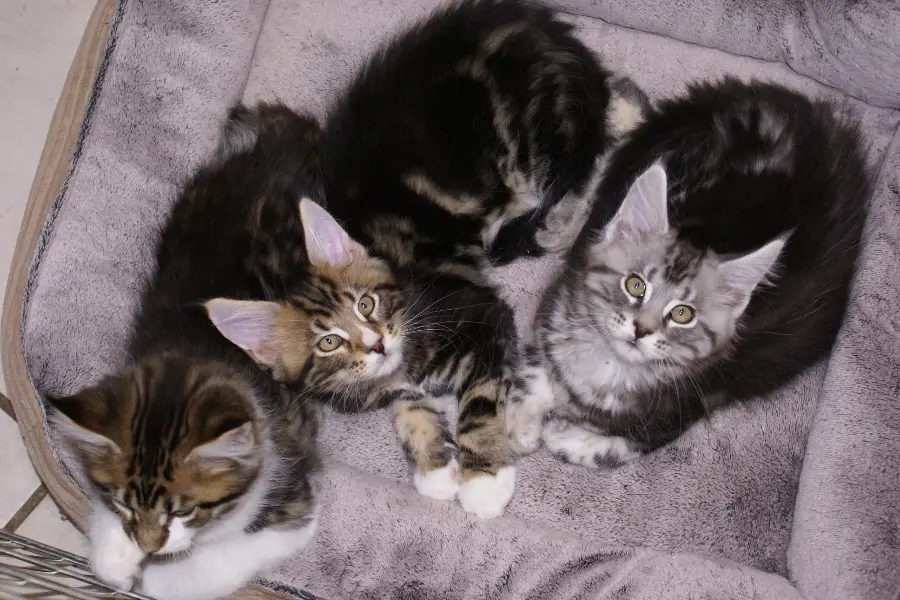 maine coon kittens for sale in connecticut