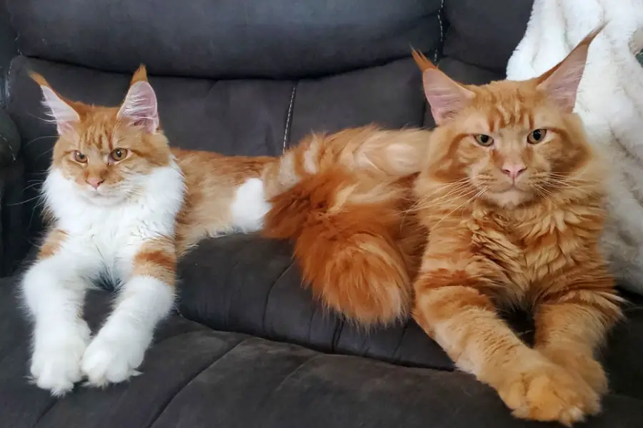 maine coon kitten litter in arizona