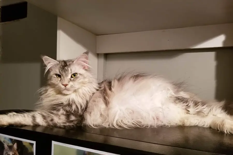 maine coon kittens for sale in Ontario