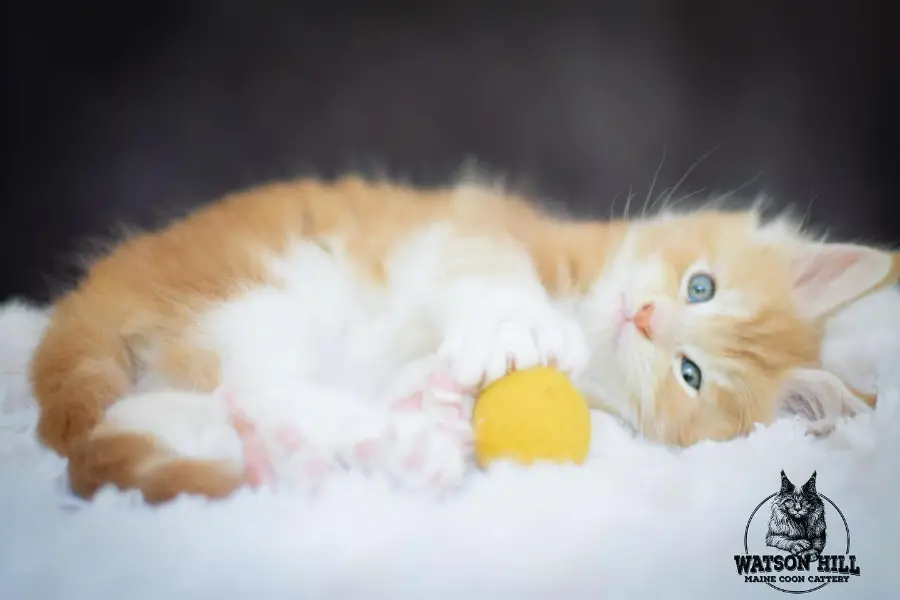 maine coon kittens for sale in alabama