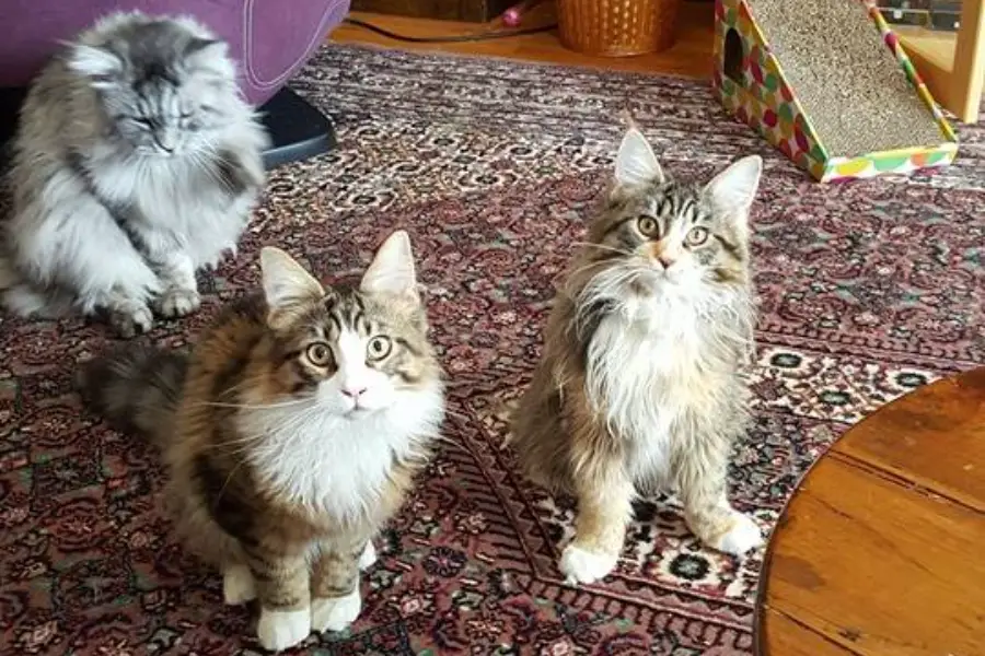maine coon kittens for sale in minnesota
