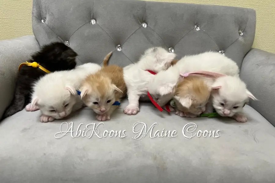 maine coon kitten litter in texas