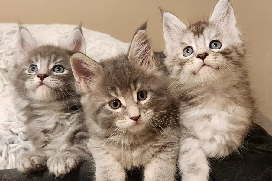 maine coon kitten litter in michigan