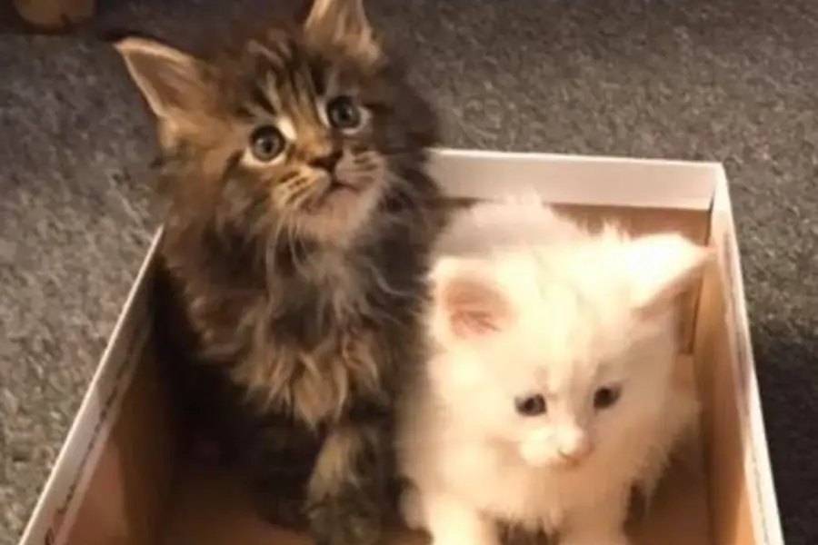 maine coon kitten litter in Illinois