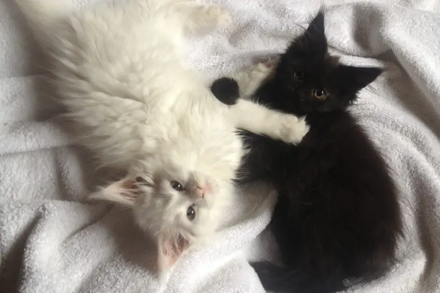 maine coon kittens for sale in indiana