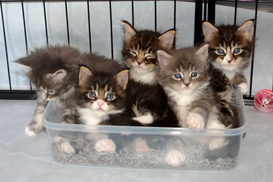 maine coon kitten litter in adelaide