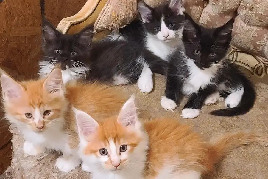 maine coon kitten litter in new york