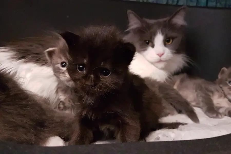 maine coon kittens for sale in perth