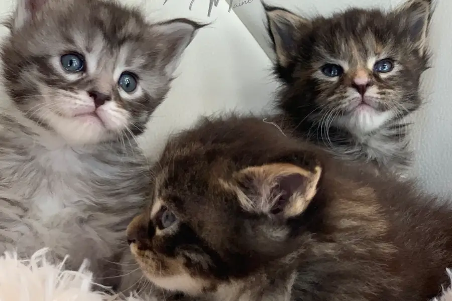 maine coon kittens for sale in california