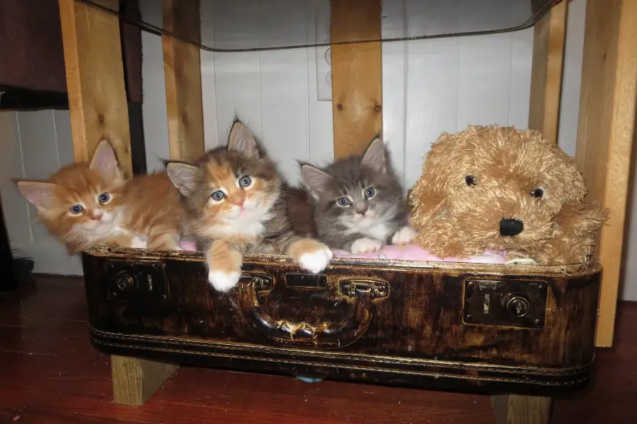maine coon kitten litter in alberta