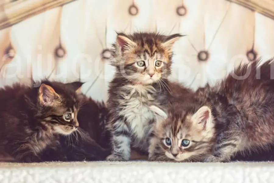maine coon kitten litter in tennessee