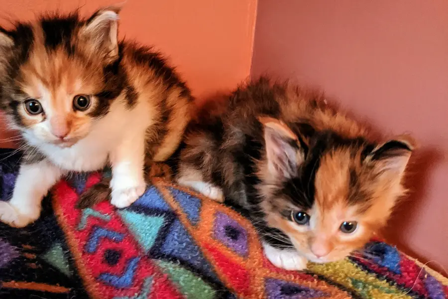 maine coon kitten litter in pennsylvania