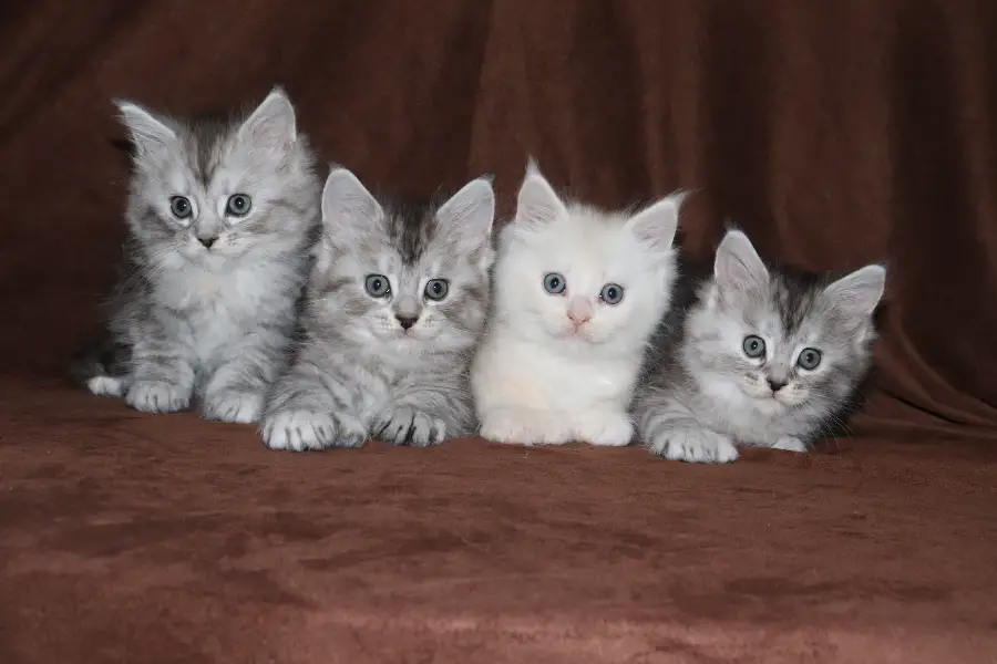 maine coon kitten litter in minnesota