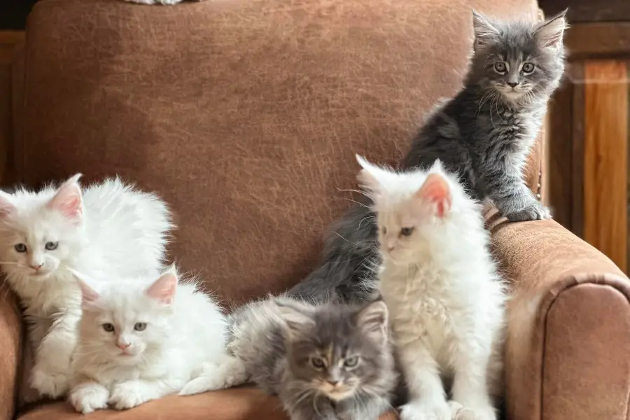 maine coon kitten litter in ohio