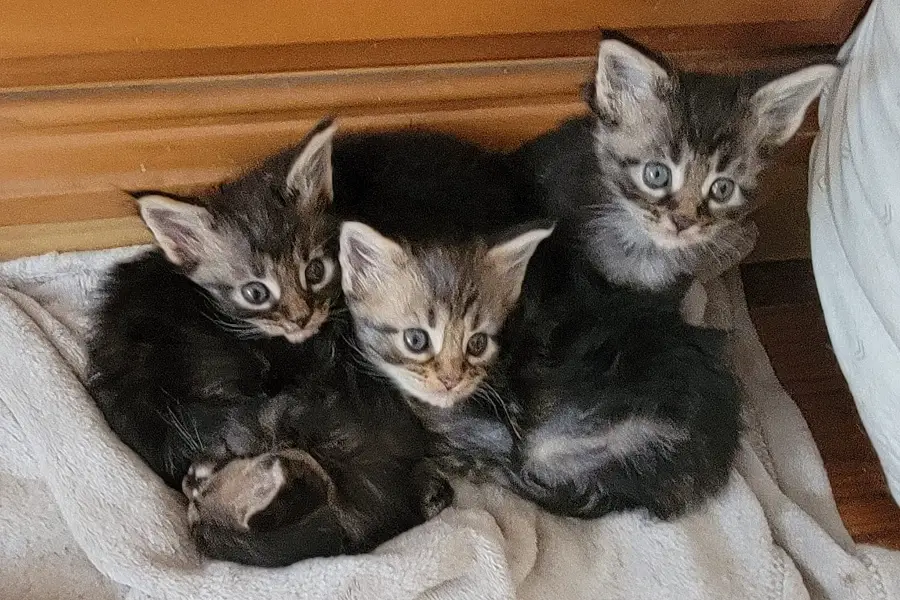 maine coon kitten litter in connecticut