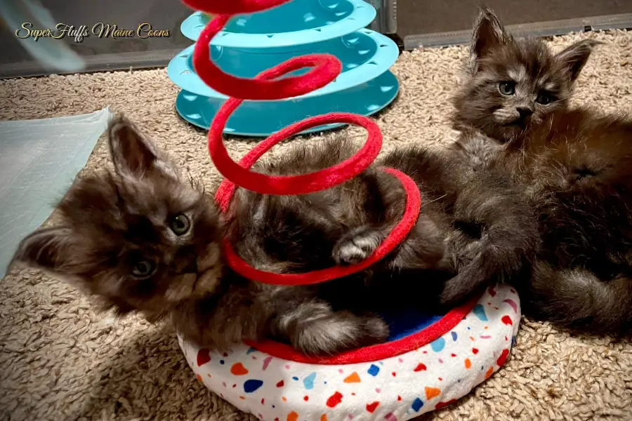 maine coon kitten litter in alabama