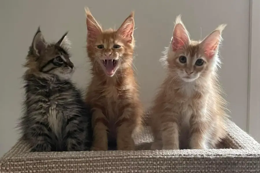 maine coon kitten litter in Ontario