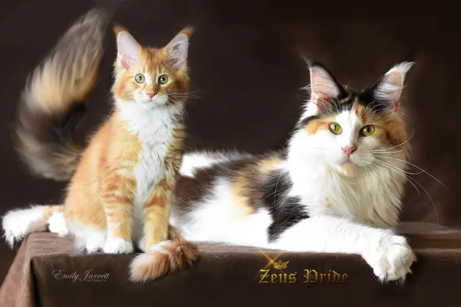 maine coon kitten litter in wisconsin
