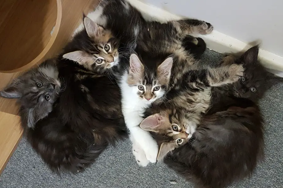 maine coon kitten litter in perth
