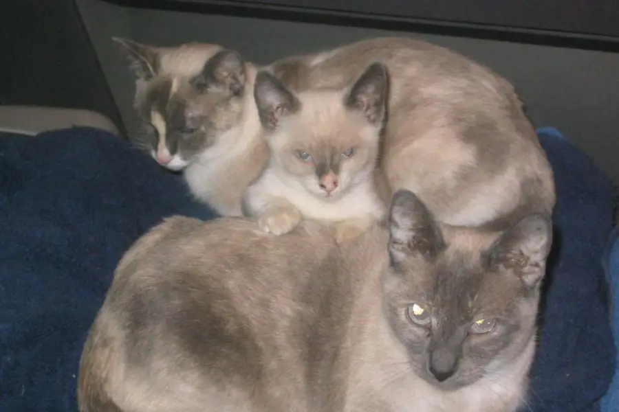 munchkin kittens for sale in california