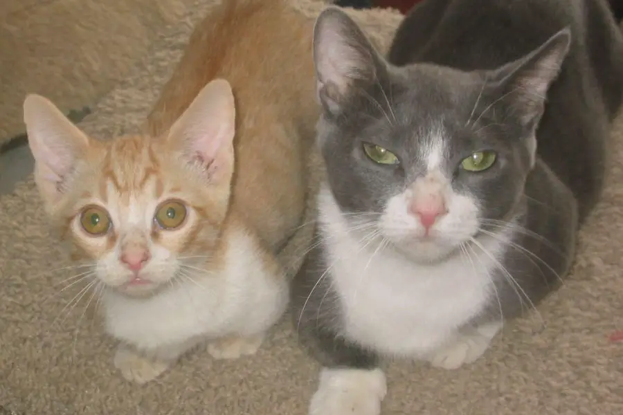 munchkin kitten litter in california