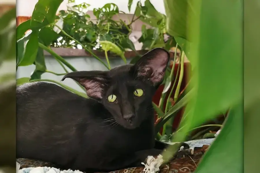 oriental shorthair kittens for sale in british columbia