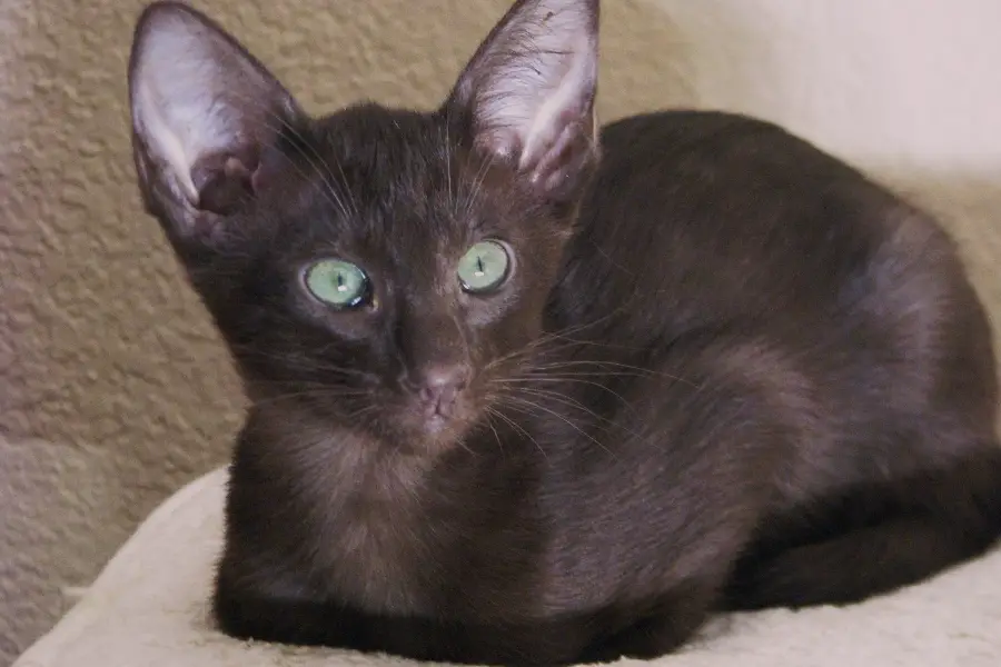 oriental shorthair kittens for sale in washington