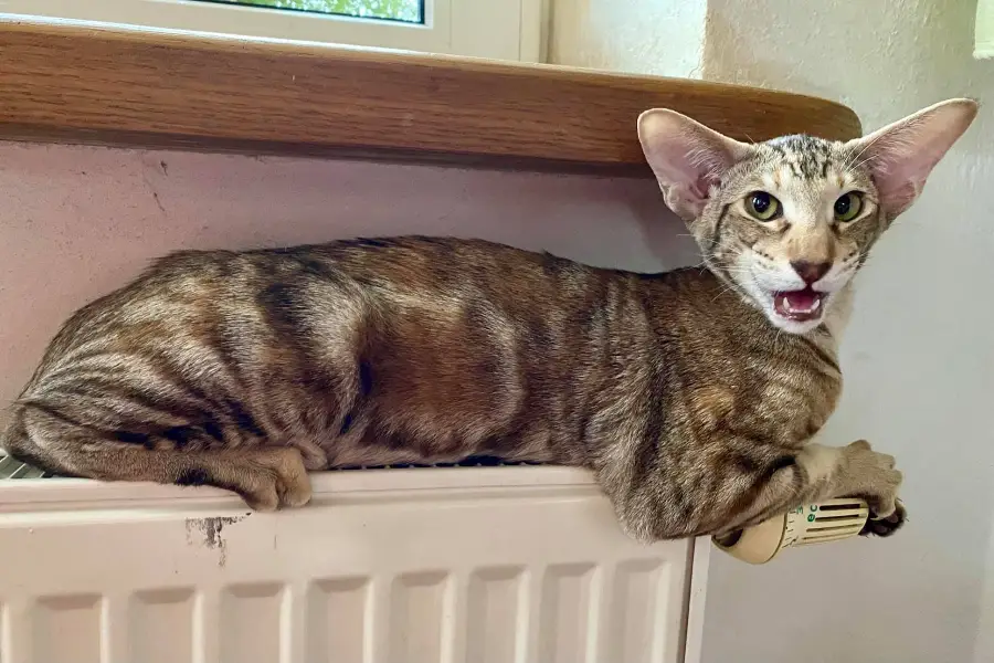 oriental shorthair kitten litter in british columbia