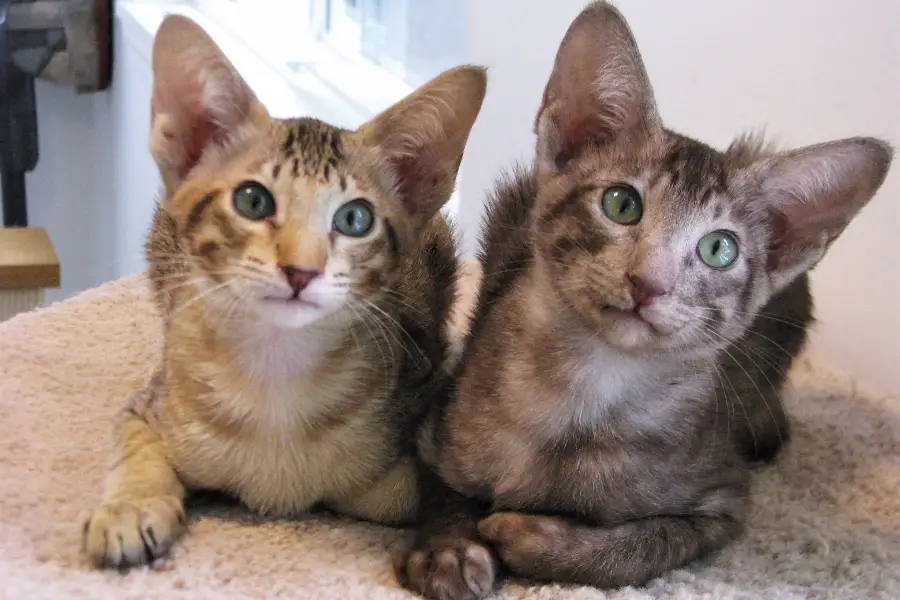 oriental shorthair kitten litter in washington