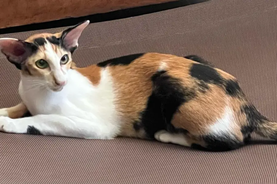 oriental shorthair kitten litter in texas