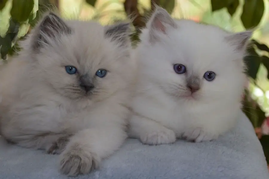 ragdoll kitten litter in melbourne