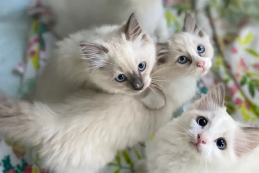 ragdoll kitten litter in british columbia