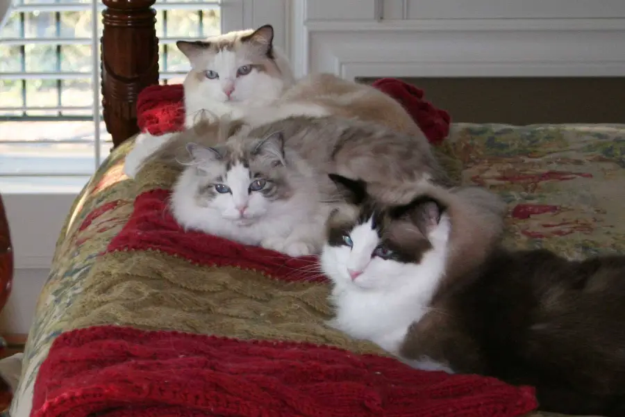 ragdoll kittens for sale in british columbia