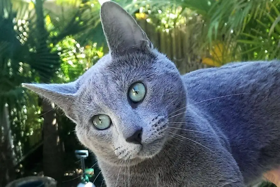 russian blue cat kittens for sale in sydney
