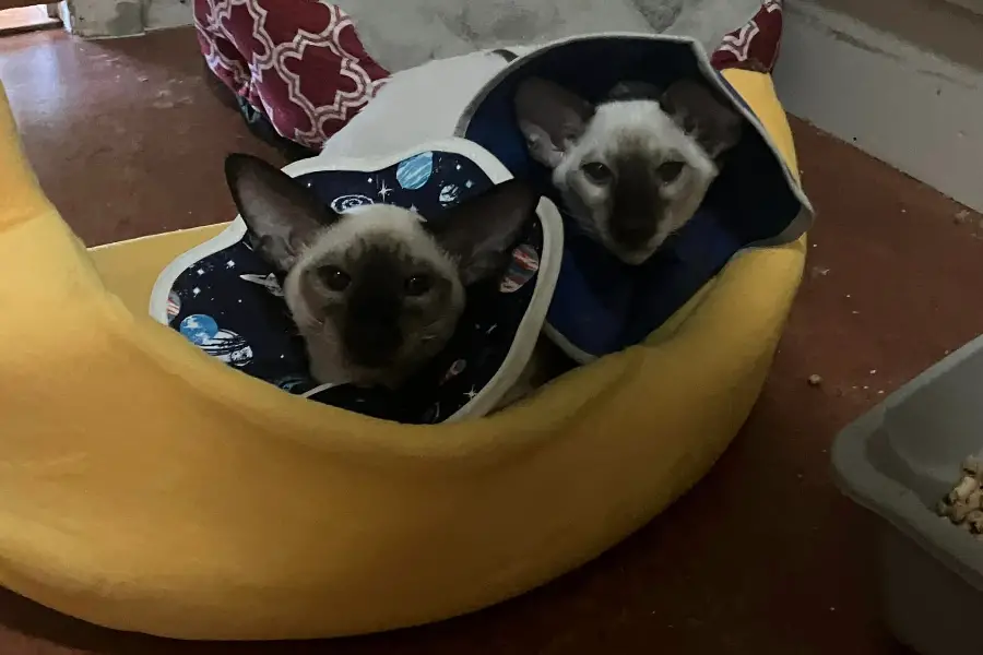 siamese kittens for sale in texas