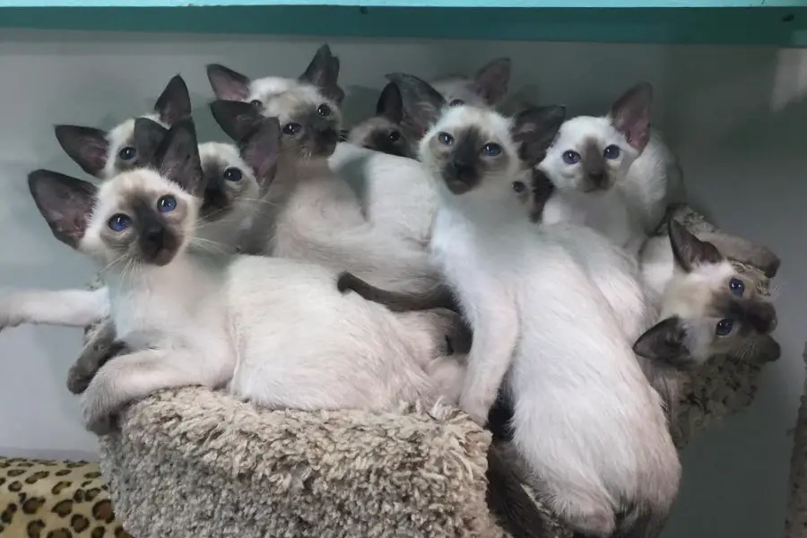 siamese kitten litter in texas