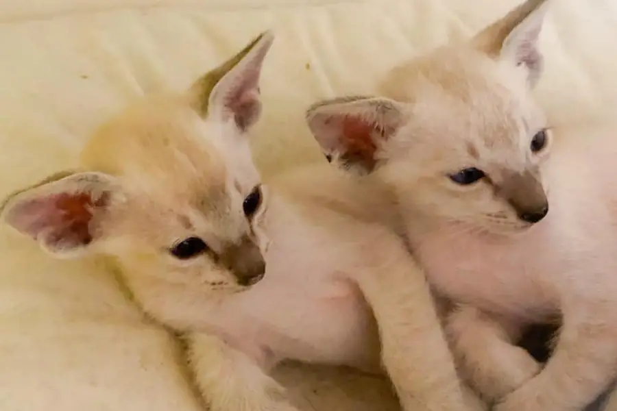 siamese kitten litter in ontario